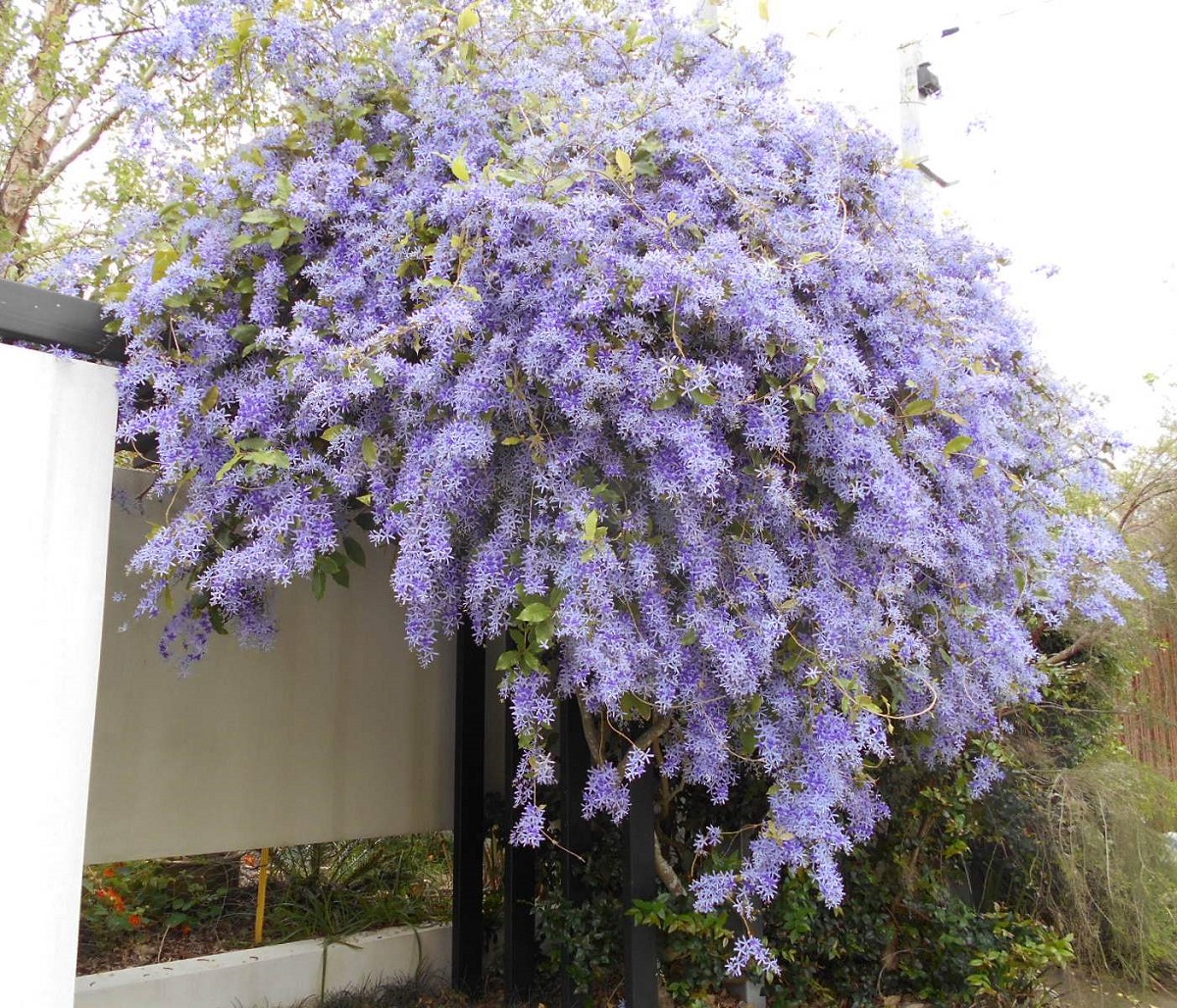 Petrea